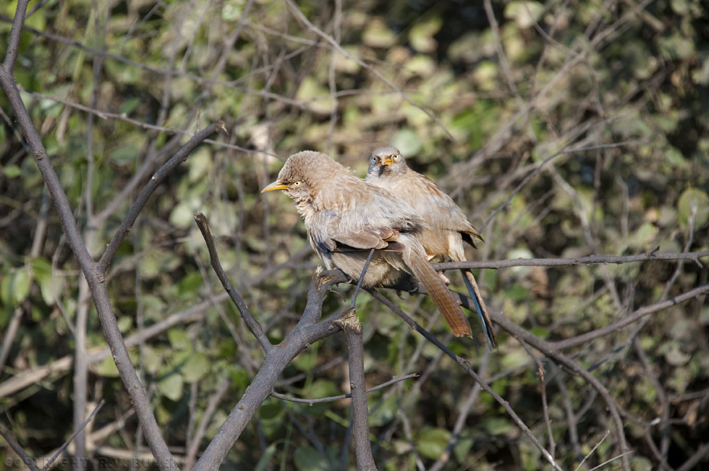 Jungle Babbler (Turdoides striata),  Keoladeo Reserve, Bharatpur, Rajasthan.   [© R.V. Bulck]